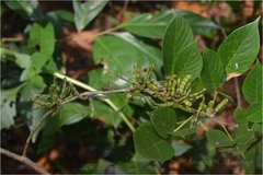 Desmodium triangulare